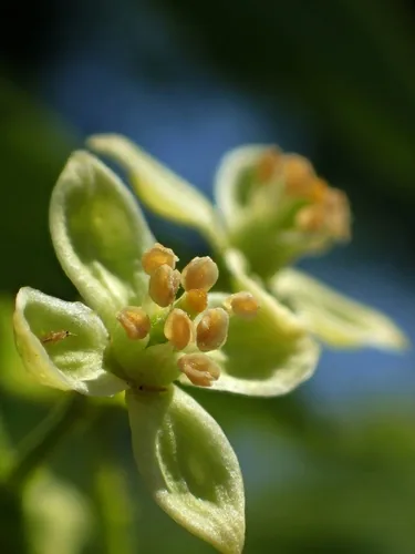 Curry Leaf Tree
