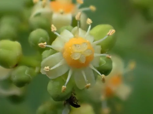 Cythera