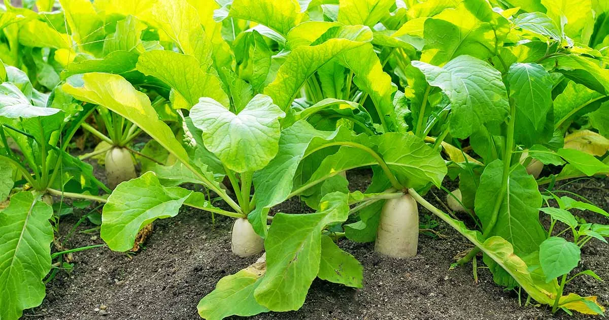 Daikon Radish