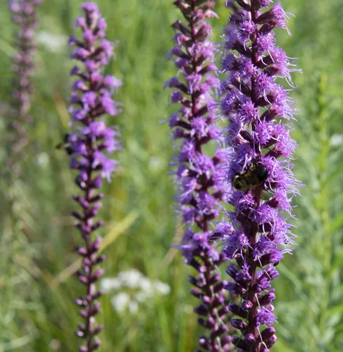Dense Blazingstar