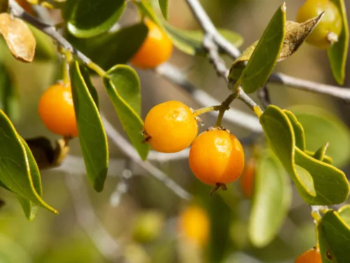Desert Hackberry