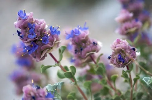 Desert Sage