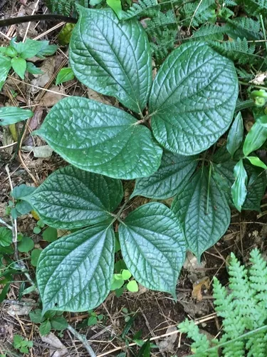 Desert Yam