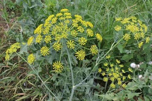 Dill