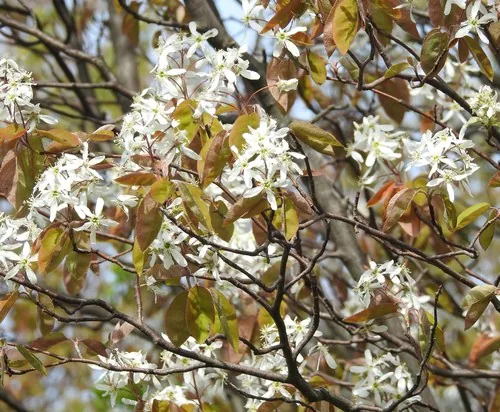 Downy Serviceberry