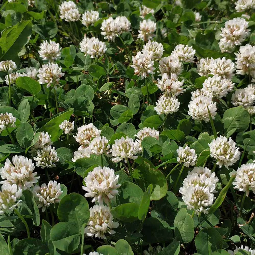 Dutch Clover