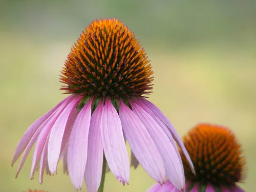 Echinacea