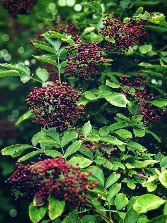 Elderberry