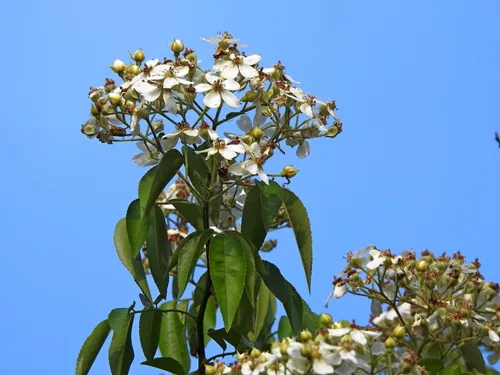 Elderflower