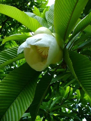 Elephant Apple