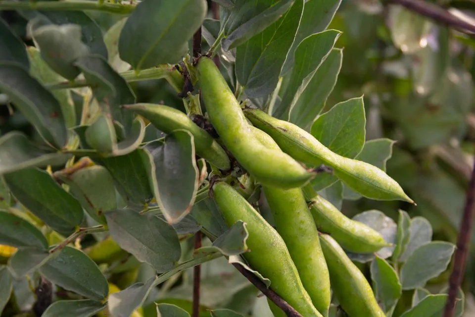Fava Bean