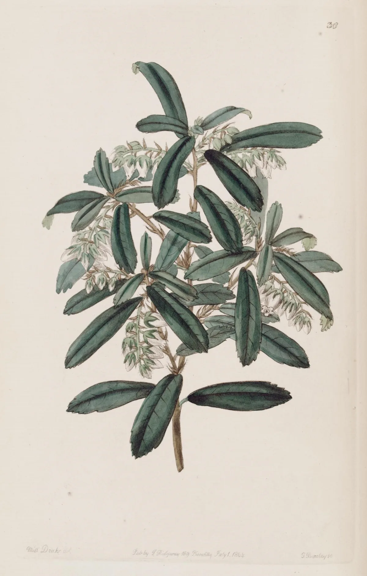 Fetterbush