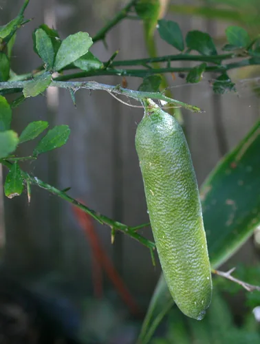 Finger Lime