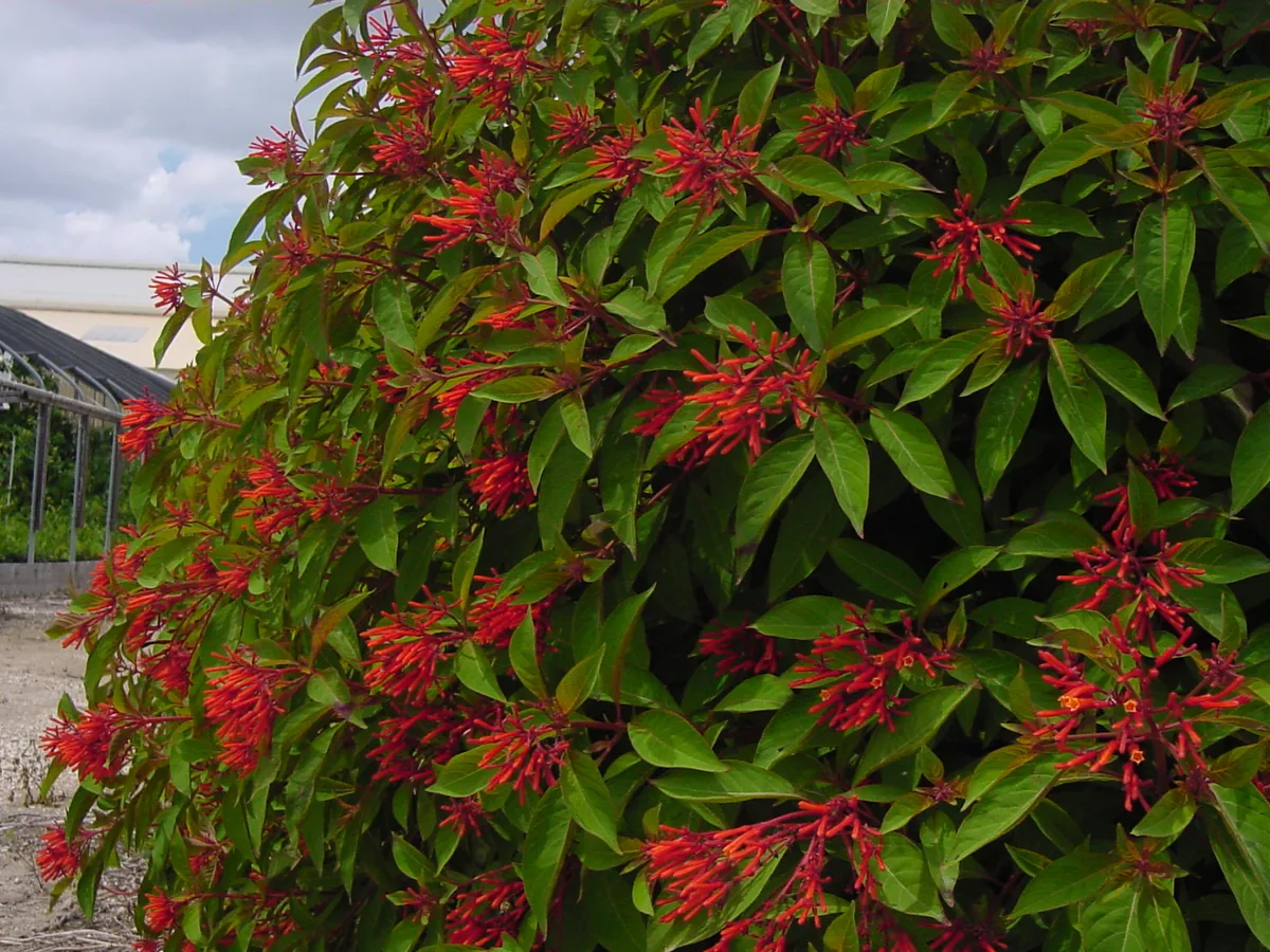 Firebush