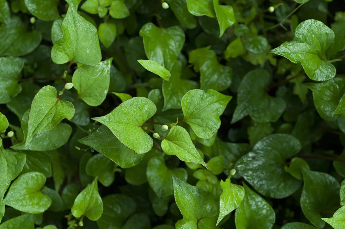 Fish Mint