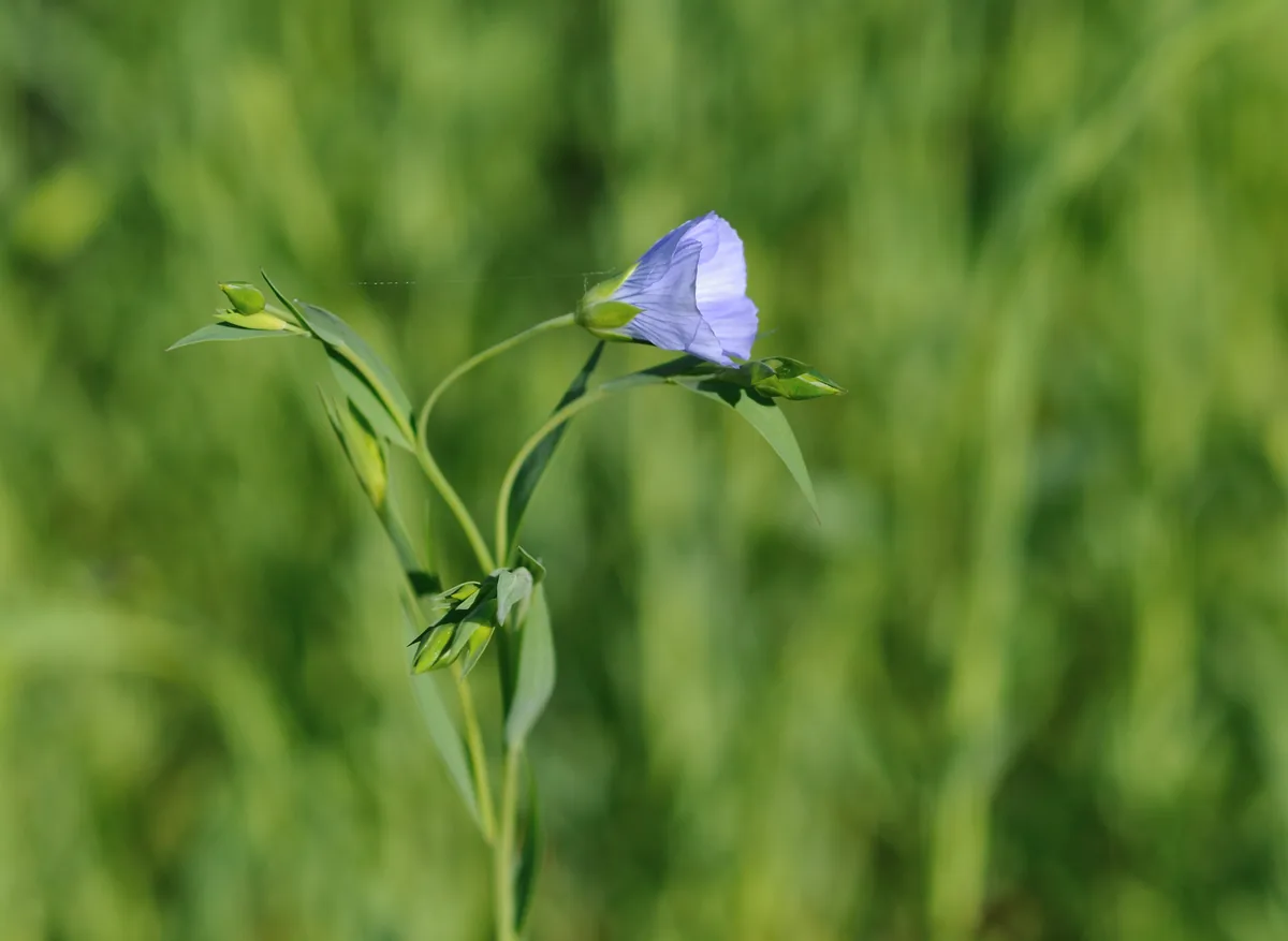 Flax