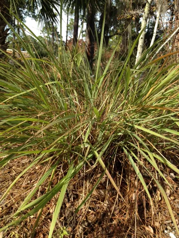 Florida Gamagrass