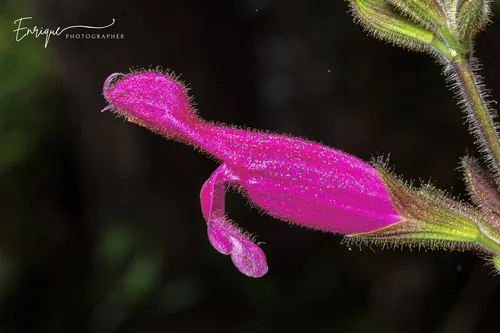 Fruit Sage
