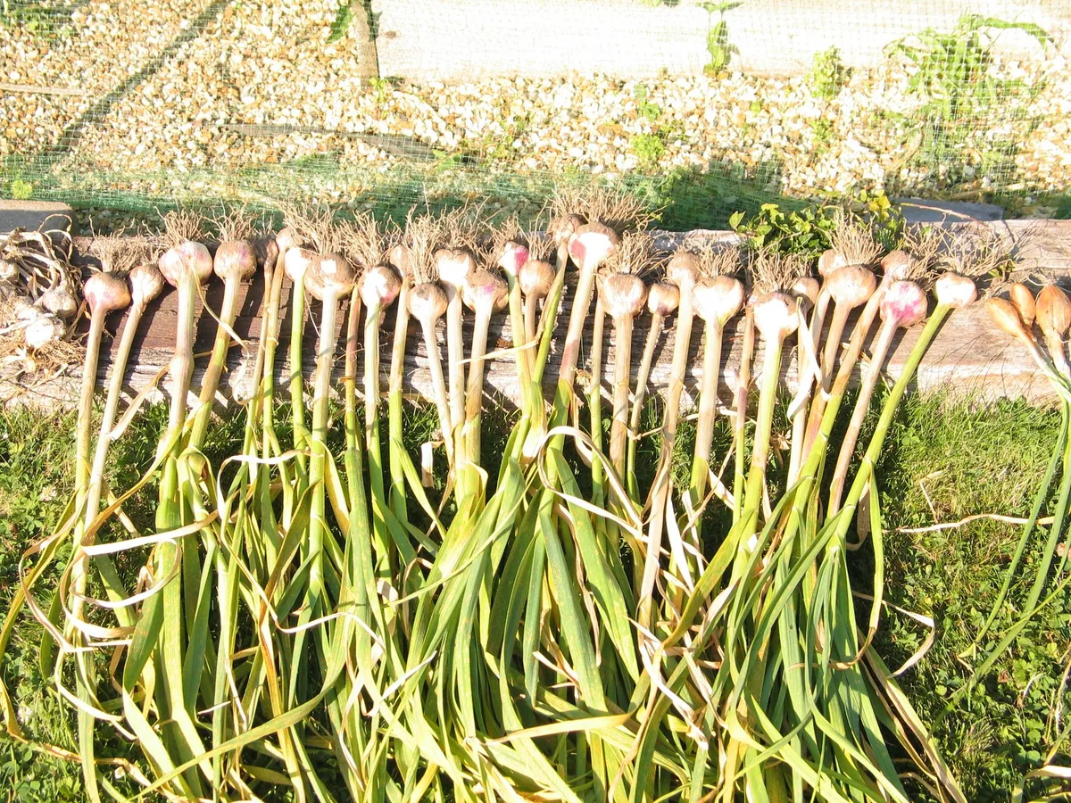 Garlic