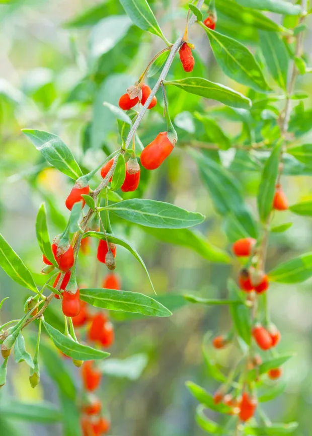 Goji Berry