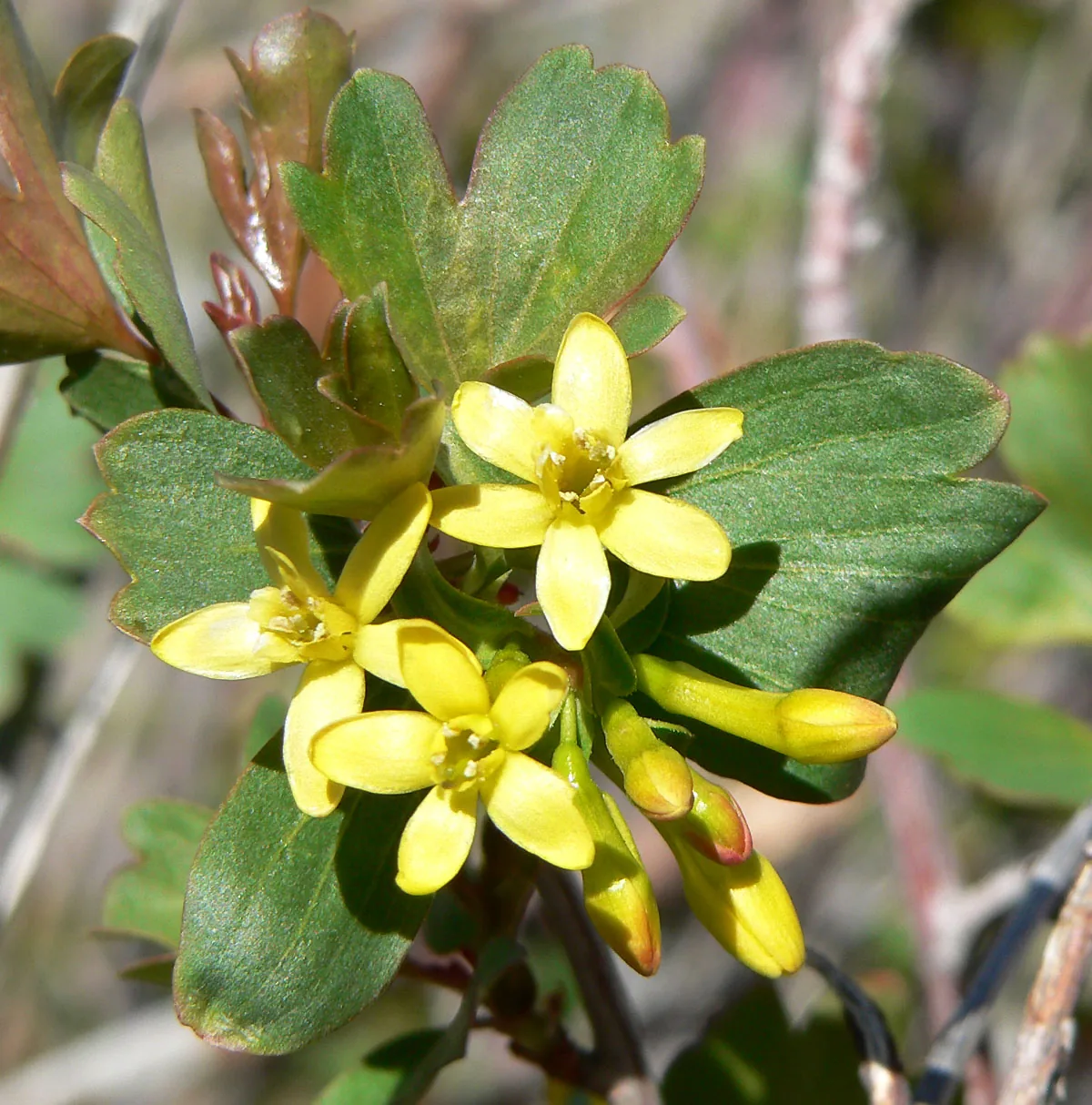 Golden Currant