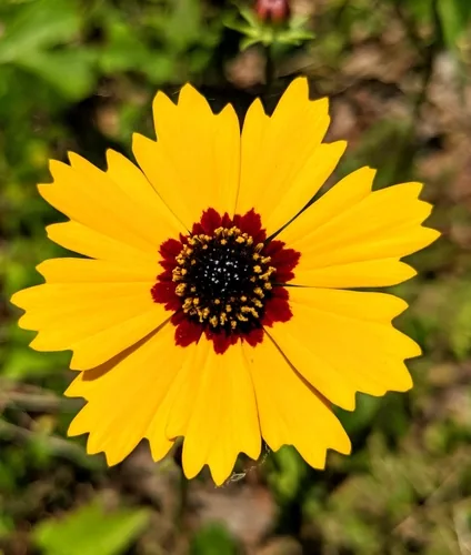 Goldenmane Tickseed