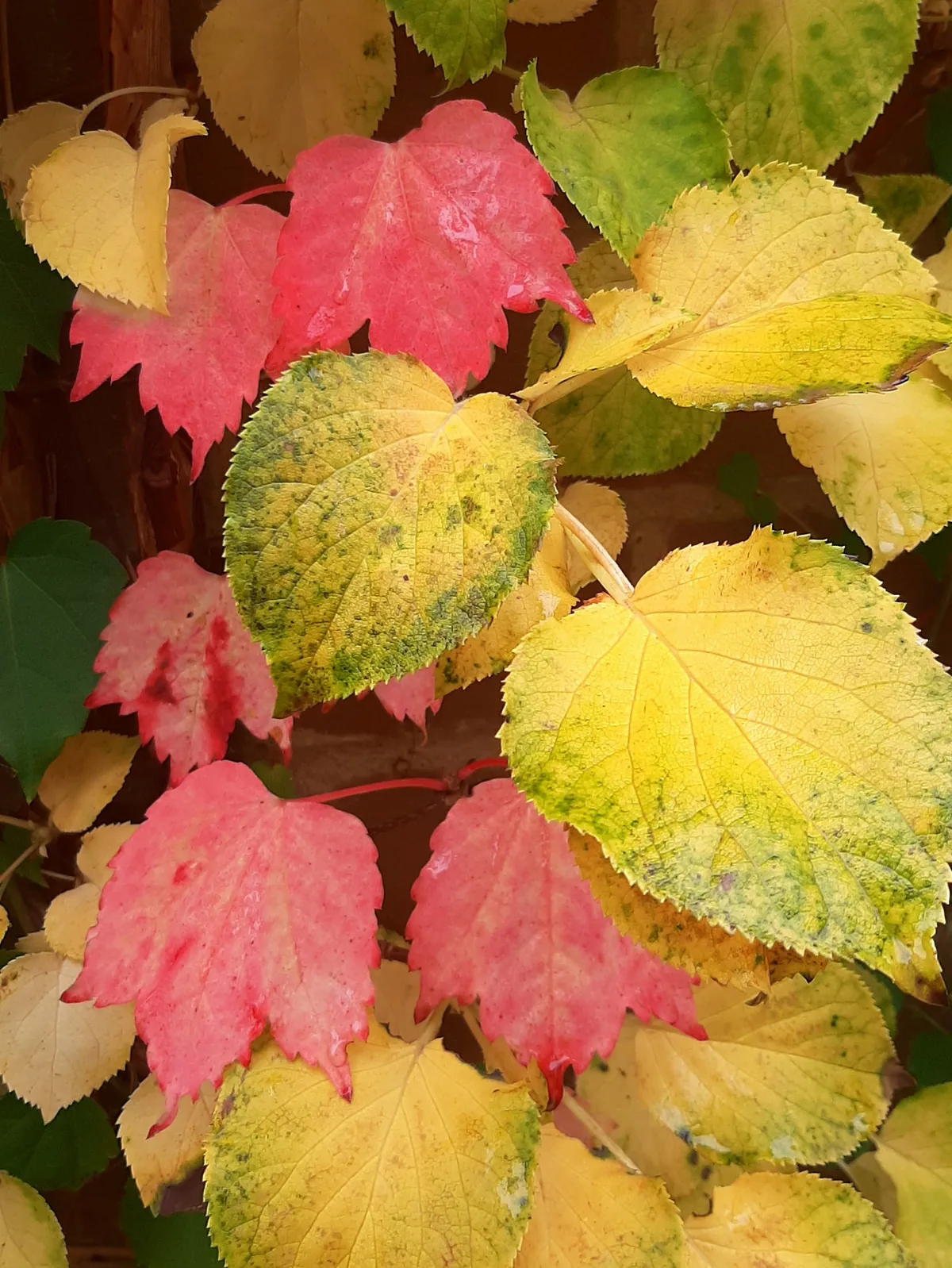 Green and Gold