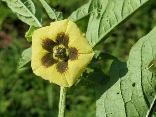 Ground Cherry