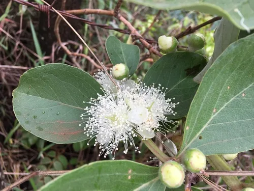 Guava