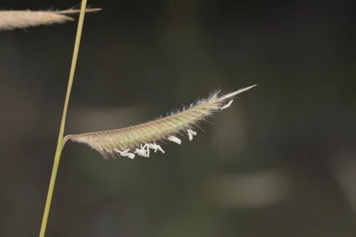 Hairy Grama
