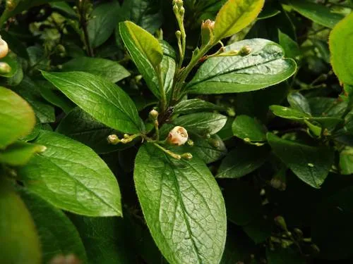 Hedge Cotoneaster