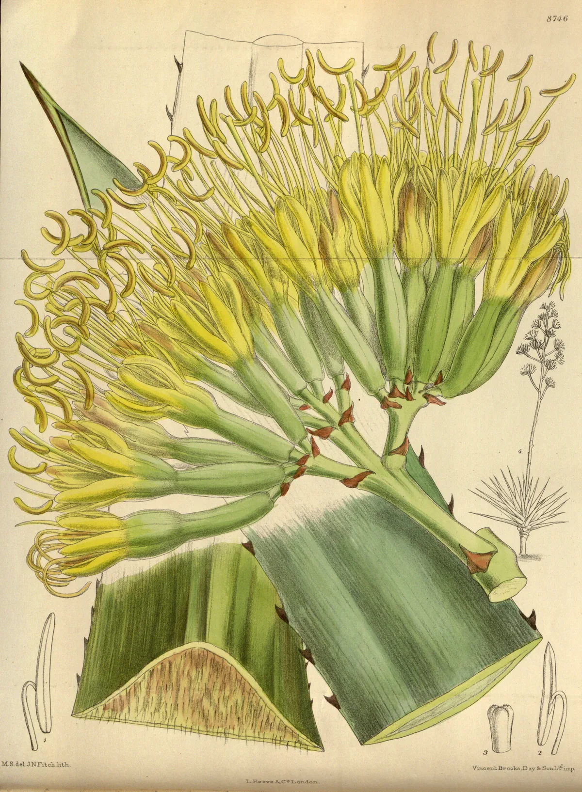 Henequen