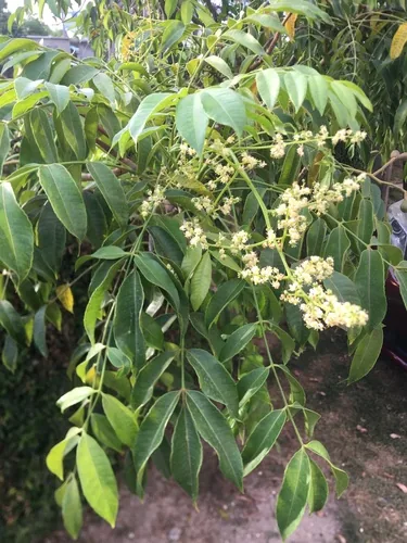 Hog Plum