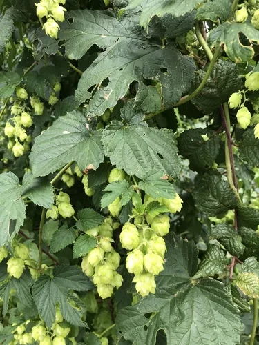 Hop Shoots