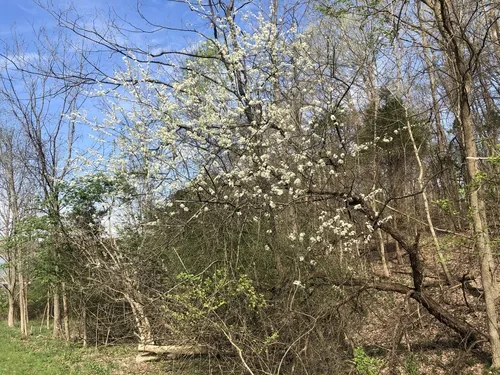 Hortulan Plum