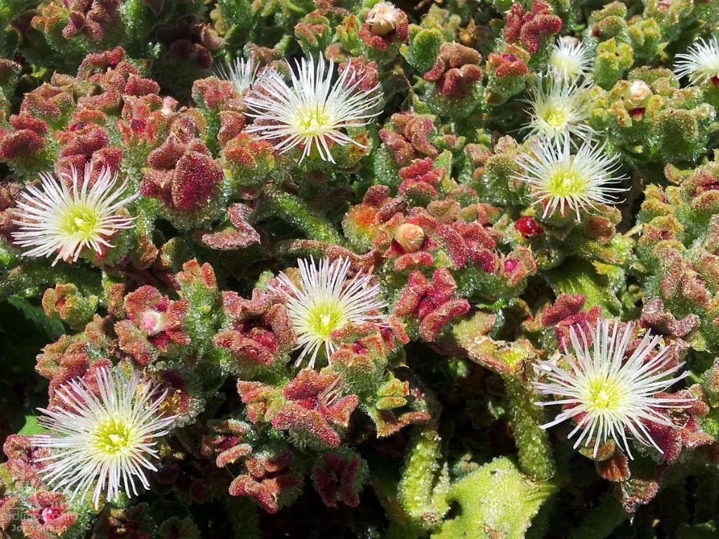 Ice plant