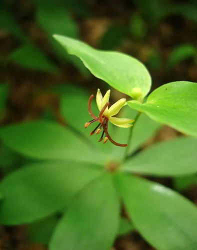 Indian Cucumber Root