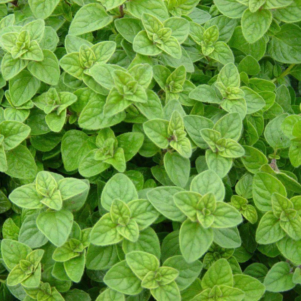 Italian oregano