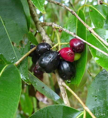 Jambolan