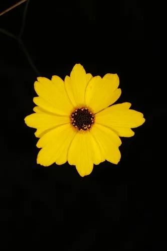Leavenworth's Tickseed