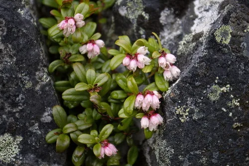 Lingonberry