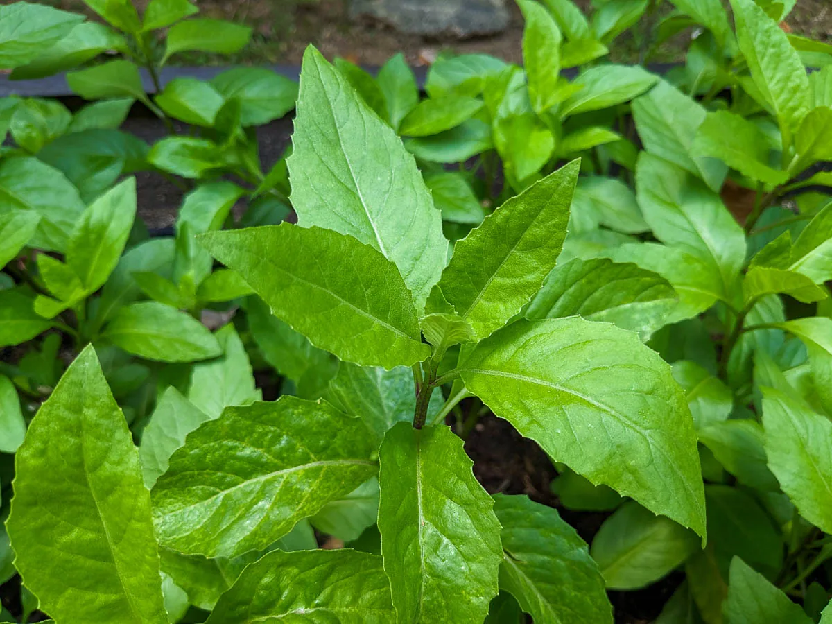Longevity Spinach