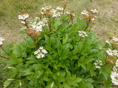 Lovage
