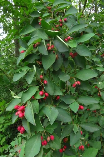 Many Flowered Cotoneaster