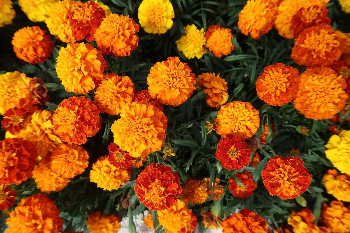 Marigold