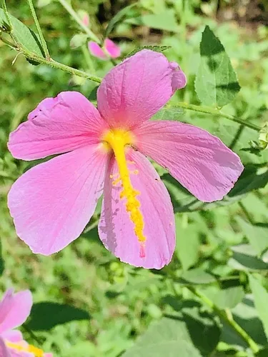 Marsh Mallow
