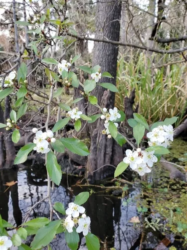 Mayhaw