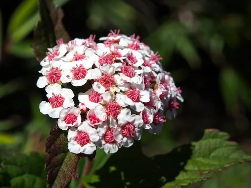 Meadowsweet