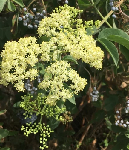 Mexican Elderberry