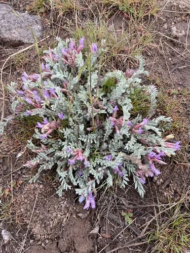 Milk Vetch
